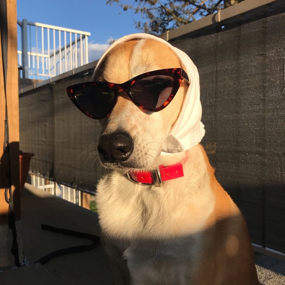 Meet your Posher, Vanessa - Picture 1 of 1